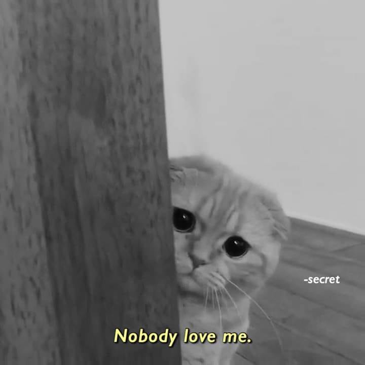 A cute little sad kitty saying Nobody love me