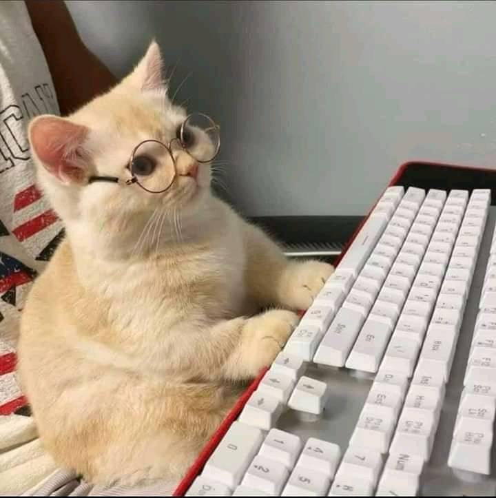 A weired but funny picture of a cat wearing a glass and using a computer seems it's coding